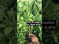 Soybean Progress