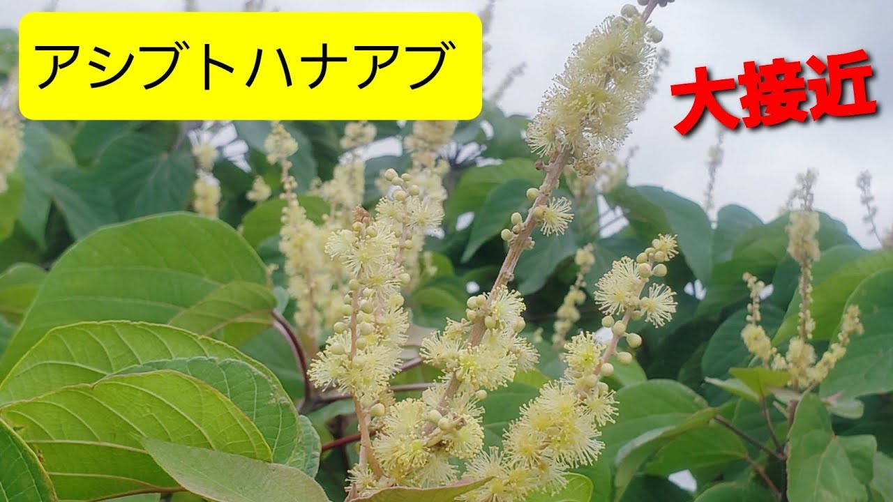 虫 アシブトハナアブ 食事中 Youtube