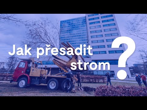 Video: Jak přesadit strom?