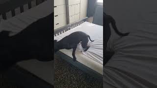 Trying to change the bedding! *ZOOMIES* I think my dog is broken