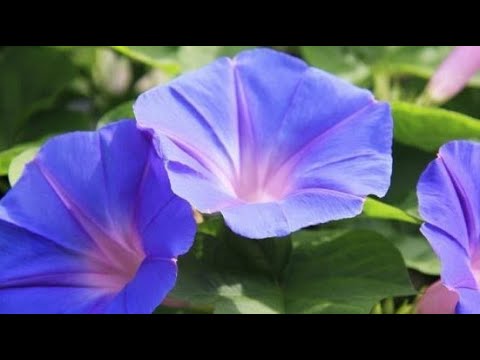 Βίντεο: Αλληλοπαθητικά φυτά - Τι είναι η Αλληλοπάθεια