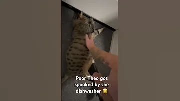 Adorable Funny Cats Animals Family Subscribe 2025 Roadto2k Silly 
