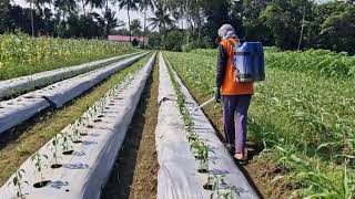 INCREDIBLE METHOD OF FEEDING CHILI PLANTS WITH LIQUID FERTILIZER FOR MAXIMUM YIELD!-farming