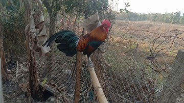 Qaib qus pom 3 zoo nkauj qua zoo nyiam nug tau nawb