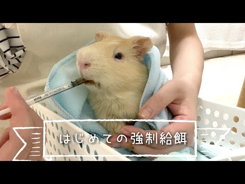 【モルモット】はじめての強制給餌ʕ•ᴥ•ʔ