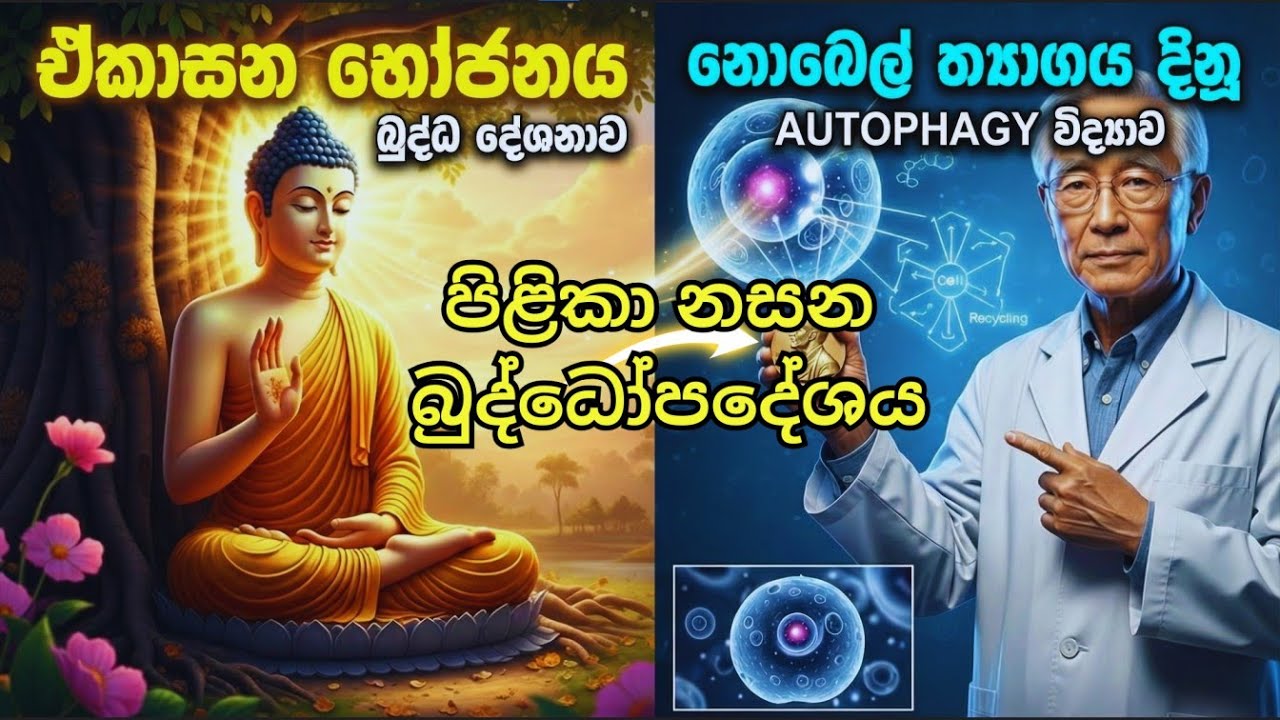 පිළිකා සෛල විනාශ කරන බුදුන් වදාළ රහස | Nobel Prize Winning Autophagy (Ekasana Bhojanaya)