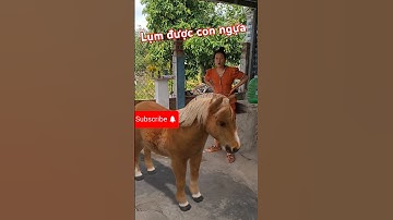 Lụm được con ngựa #shost