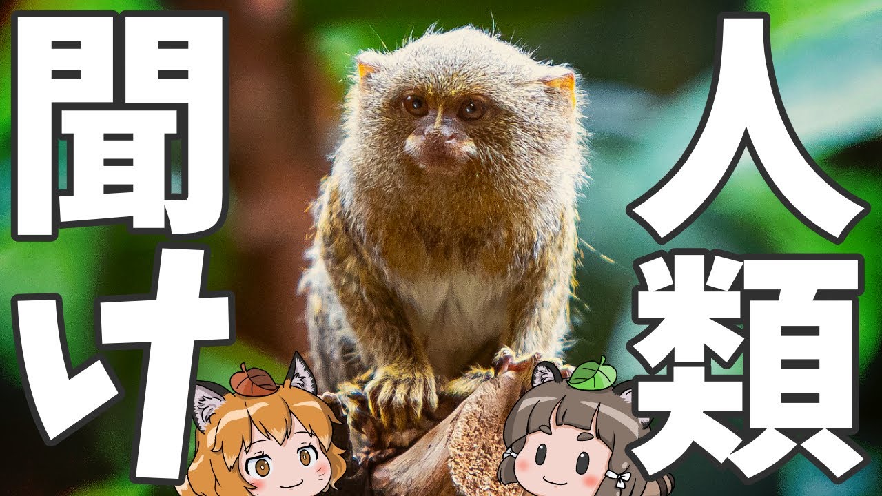 Emergency Video] We want to save the pygmy marmosets - YouTube