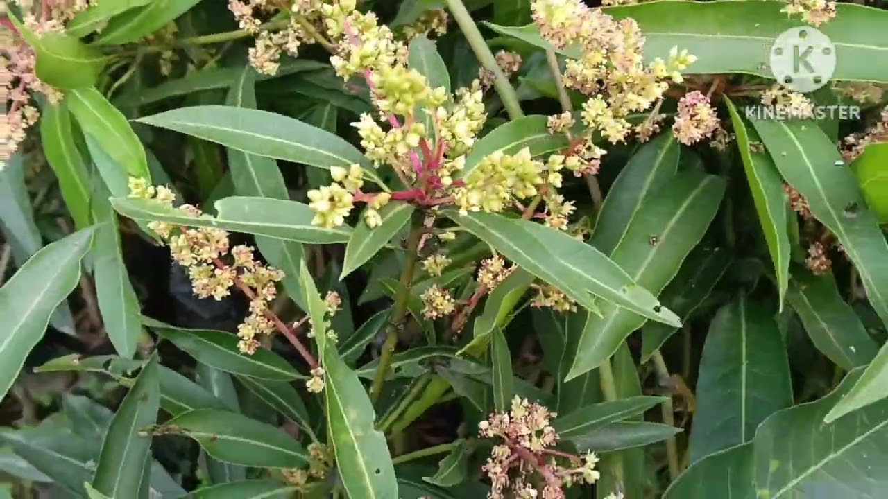 थाई  फ्रूट प्लांट हेल्दी पौधे ओरिजिनल वैरायटी रीजनेबल प्राइस में मिलेगा न्यू सुहाना नर्सरी पर 