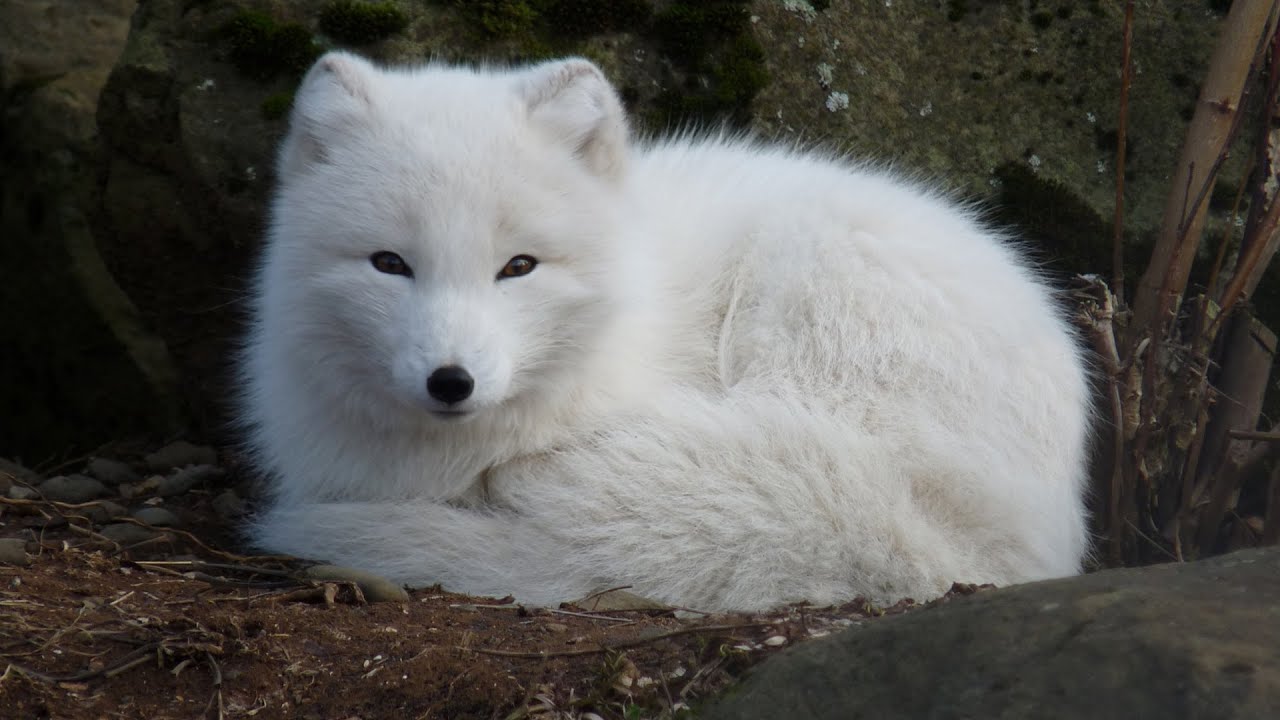 會尾行北極熊的耐寒狐王 北極狐 Youtube