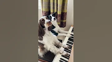 Two Adorable Dogs Rock Out on the Piano!