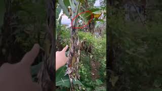 Pendanakan Sosok Yg Kerap Mengganggu Warga Sekitar Muncul Di Siang Hari pendanakan hantu kunyang