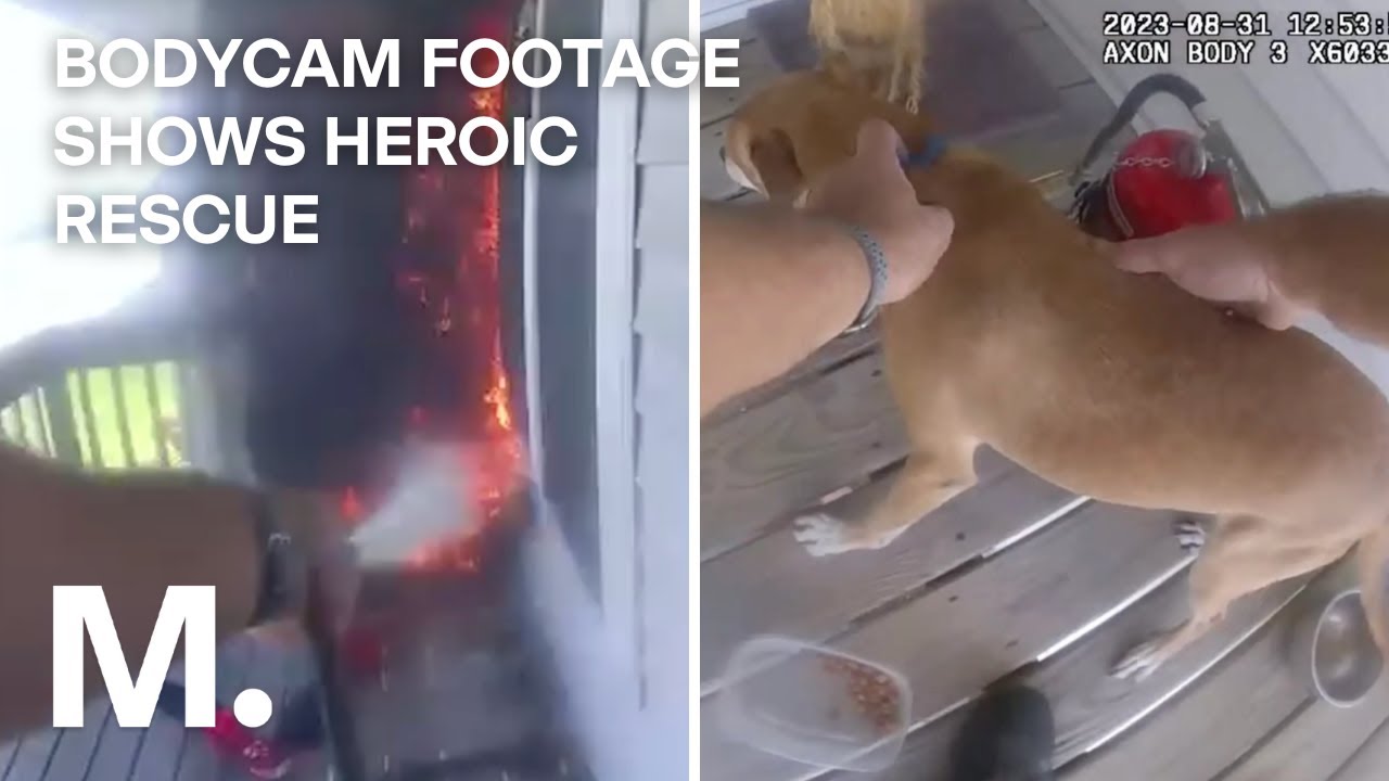 Heroic Sheriff Rescues Dog From Burning Building & Extinguishes Fire ...