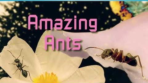 Excel 5. Module 4. Amazing Ants