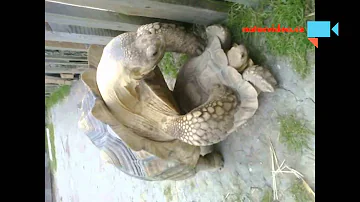 Co dělá běsnící želvu?