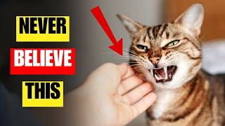 16 Cat Lies That Could Harm Your Cat | Stop Believing Them Now!