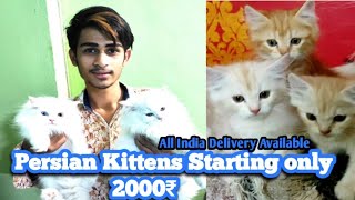 Zaid Cat's Bhopal Kitten In Low Budget