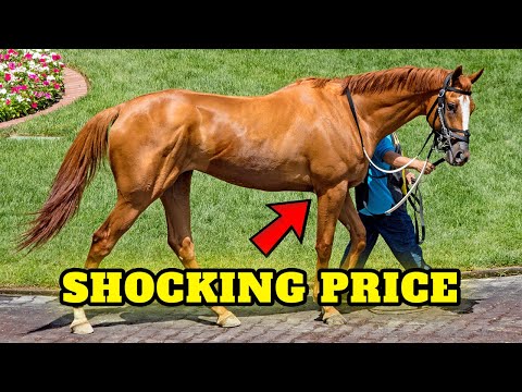 Vidéo: Différence Entre Pur-sang Et Quarter Horse