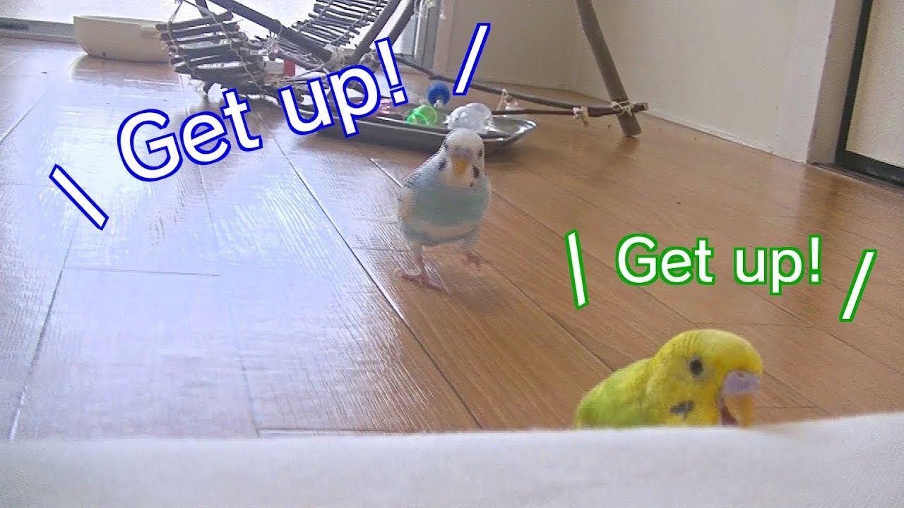 鳥カフェ The Step Up Nagoya えとぴりか 訪問 I Went To A Bird Cafe For The First Time Youtube 鳥カフェ The Step Up Nagoya えとぴりか 訪問 I Went To A Bird Cafe For The First Time Youtube