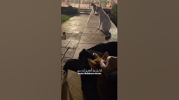 تلاوة لا مثيل لها - إنما يستجيب الذين يسمعون و الموتى يبعثهم الله #تلاوة_هادئة #ارح_قلبك #قرآن #الله