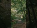 Day 7. go gently, you don’t need a plan 🌿 — #calmvibes#peacefulmind#forestwalk#quietmoments#quietude