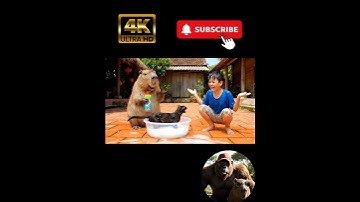 Capy và anh bin tắm mèo bằng nước tẩy và cái kết 🤣🤣🤣#viral #shorts