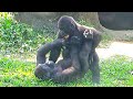 Jabali wants to drink milk and looks for Ringo🤣Ringo is confused 💦|D&#39;jeeco Family|Gorilla|Taipei zoo