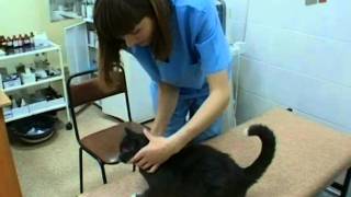 Зверская жизнь.Почему болеют кошки Зверская жизнь.Почему болеют кошки