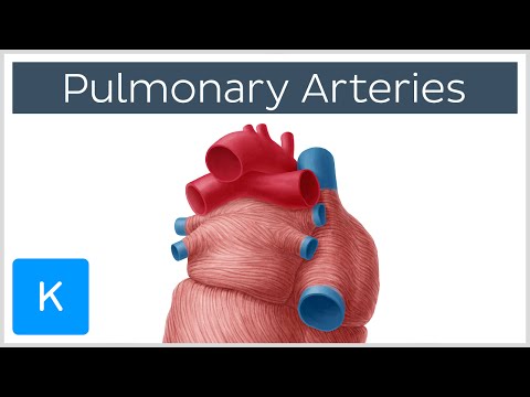 Pulmonary Arteries - Location & Function - Human Anatomy | Kenhub