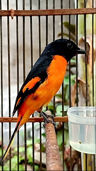 Mantenan Gunung oren gacor