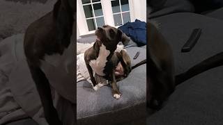 Naida Scratches An Itch #dog #itchydog #funny #cute #pets