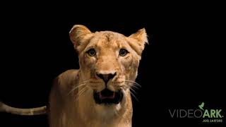 A female African lion (Panthera leo melanochaita) at the Indianapolis Zoo in Indiana.