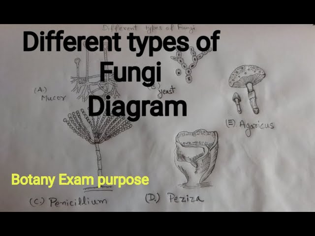 How to draw a mushroom