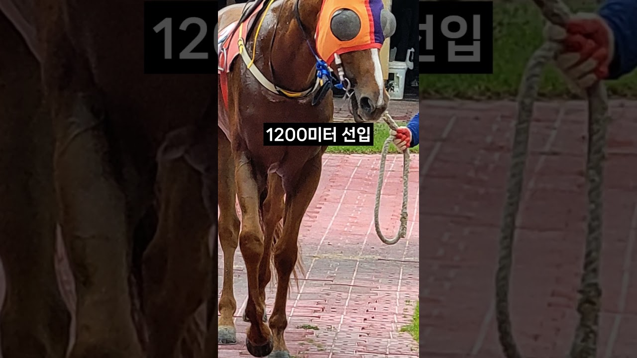 26.01.18 부산경마 01경주
