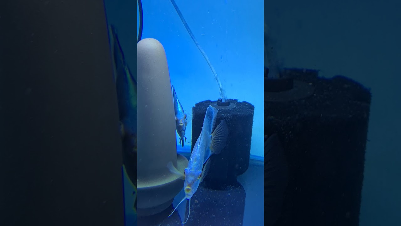 Breeding blue diamond discus with free swimming fry