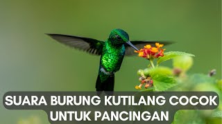 SUARA BURUNG KOLIBRI GACOR FULL ISIAN ROLL TEMBAK