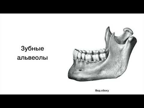 Нижняя челюсть - Mandibula, курс нормальной анатомии