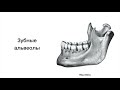 Нижняя челюсть - Mandibula, курс нормальной анатомии