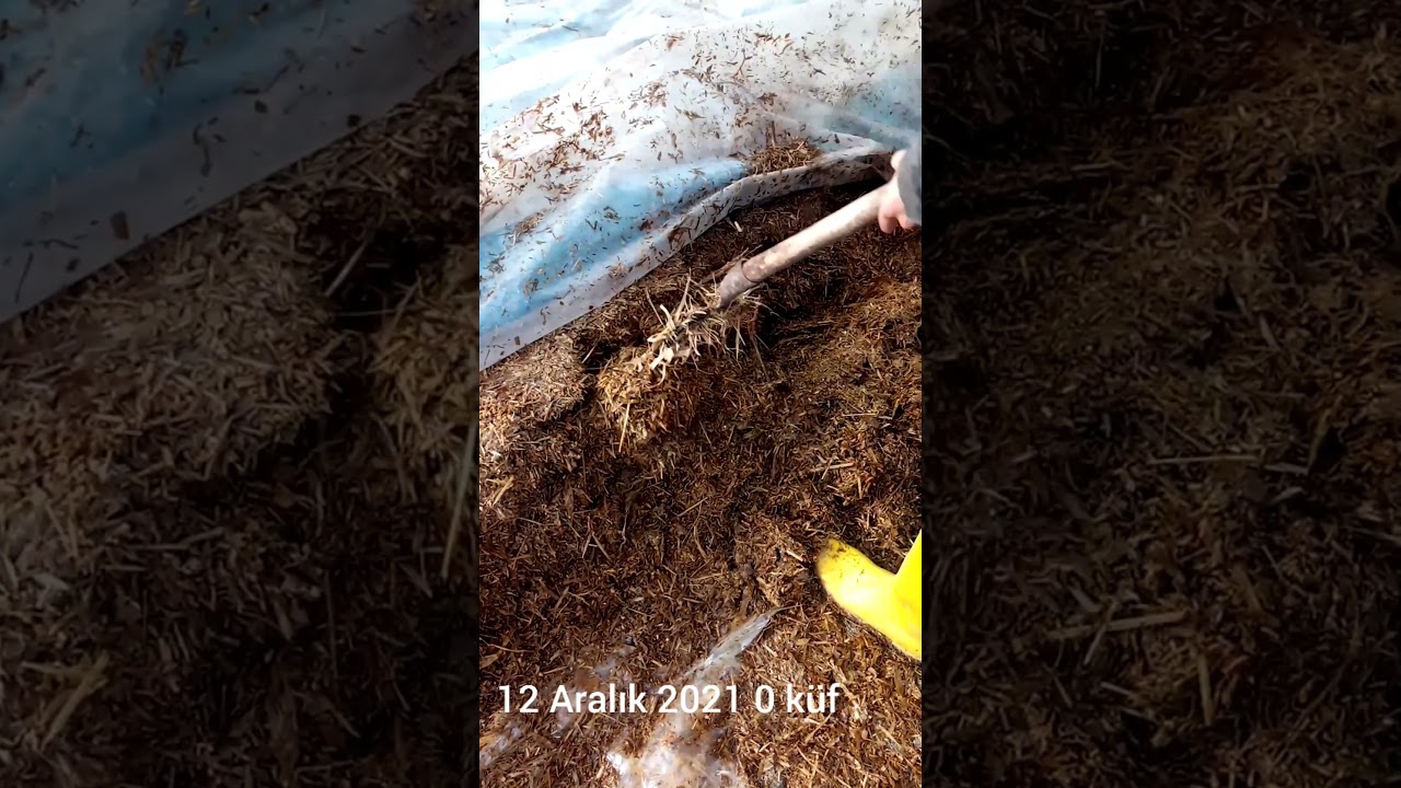 şeker sorgumu silajı