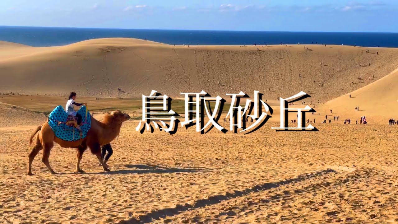 鳥取 鳥取砂丘でラクダに乗る 子連れ旅行 Youtube