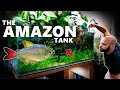 4ft Amazon Aquarium: Bigger Fish, 6 months Update | MD Fish Tanks