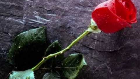 enigma once in a lifetime