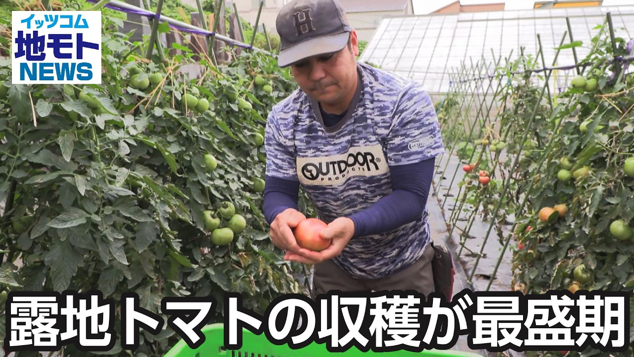 Peak Season for Field-Grown Tomato Harvest [Local NEWS] Broadcast