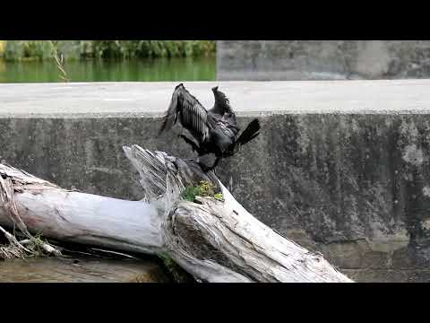 August 27, 2025 Cormorant Heron Corbett's Dam