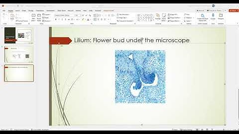 Adding Whole Slide Images in Powerpoint presentations with My Pathomation Part 2