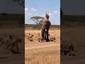 Nobody Expected This Ending… 🦁🐘 #shorts