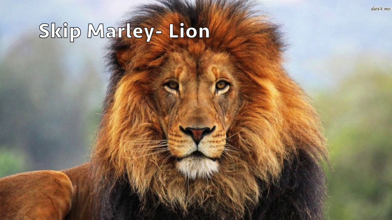 SKIP MARLEY - LION