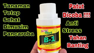 Cara Pakai Vitamin B1 Tanaman Dan Fungsi Vitamin B1 Untuk Tanaman