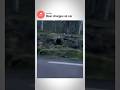 Bear protects its cubs