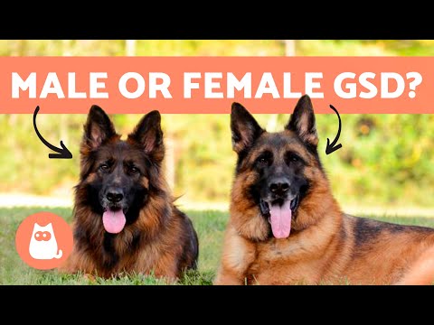 Differences Between Male and Female GERMAN SHEPHERDS 🐕 Which to Adopt?